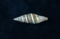 藏品(黑筆螺)的圖片